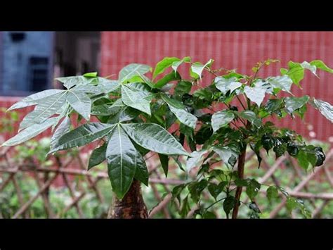 路沖擋煞植物|擋煞植物實測：效果驚人